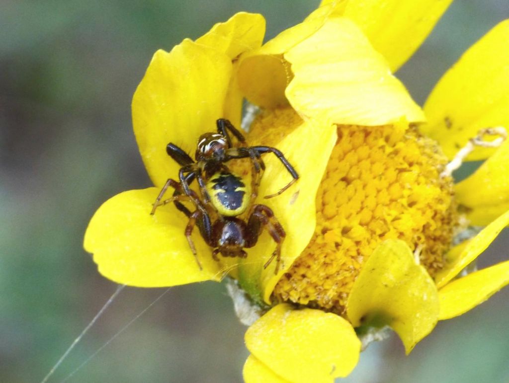 Synema globosum: accoppiamento